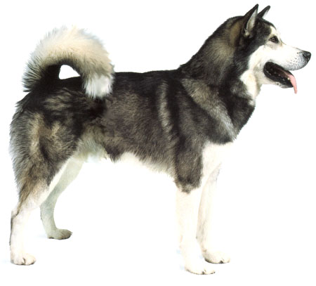 阿拉斯加雪橇犬（Alaskan Malamute）