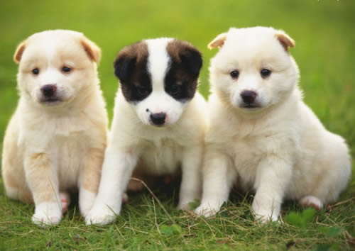 法国每只宠物犬都有档案 法国每只宠物犬都有档案