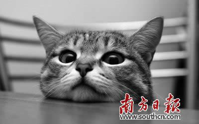 宠物领养:“我的第二次生命是遇见你” 宠物领养:“我的第二次生命是遇见你”