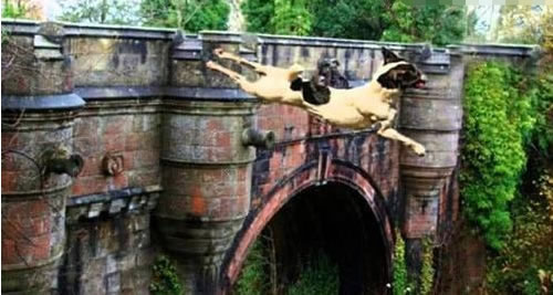 英国一“鬼桥”600只狗狗在这里自杀，专家终于抓住桥下的杀手