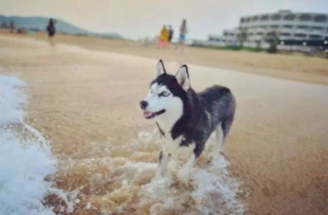 千万不要带哈士奇出去“比浪” 要不然