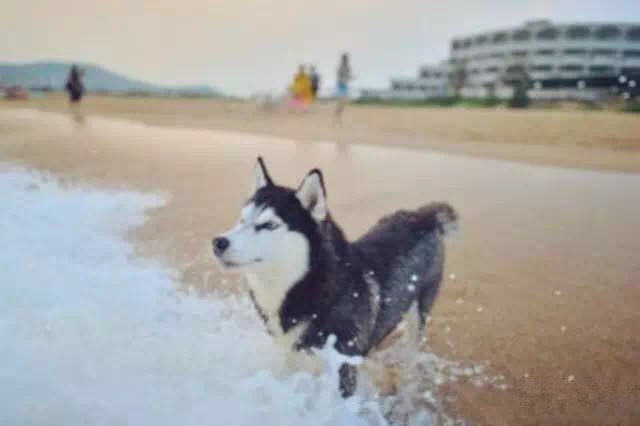 千万不要带哈士奇出去“比浪” 要不然