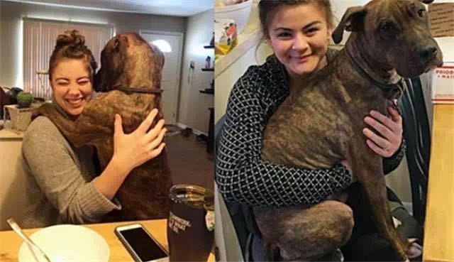 斗牛犬为了报答收养它的麻麻 每天都给她一个大大的拥抱