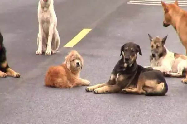 十几只狗狗围坐在马路中央,路人凑近一看瞬间被感动