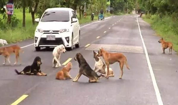 十几只狗狗围坐在马路中央,路人凑近一看瞬间被感动