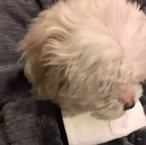 看到主人伤心流泪 狗狗居然用嘴咬着一张纸巾递过来 看到主人伤心流泪 狗狗居然用嘴咬着一张纸巾递过来