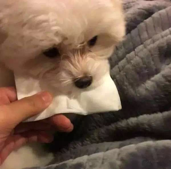 看到主人伤心流泪 狗狗居然用嘴咬着一张纸巾递过来 看到主人伤心流泪 狗狗居然用嘴咬着一张纸巾递过来