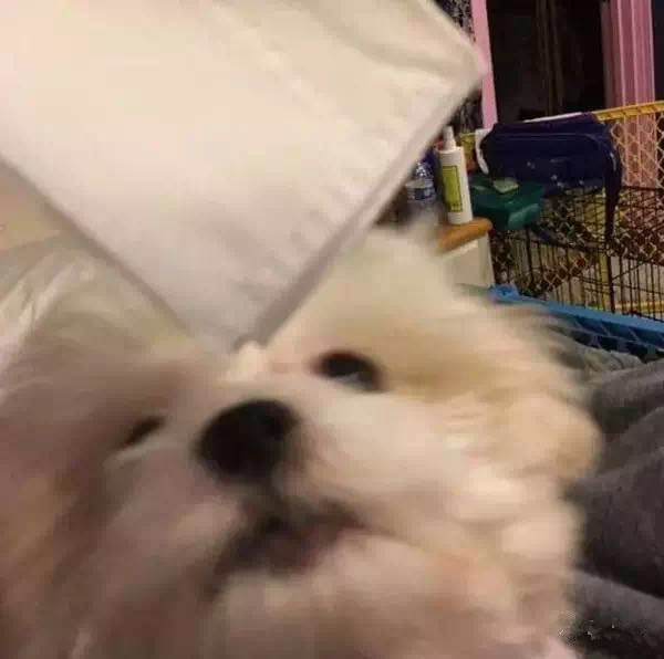 看到主人伤心流泪 狗狗居然用嘴咬着一张纸巾递过来 看到主人伤心流泪 狗狗居然用嘴咬着一张纸巾递过来