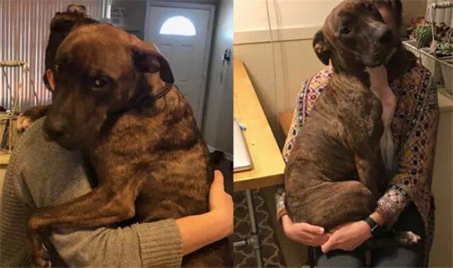 斗牛犬为了报答收养它的麻麻,每天都给她一个大大的拥抱 斗牛犬为了报答收养它的麻麻,每天都给她一个大大的拥抱