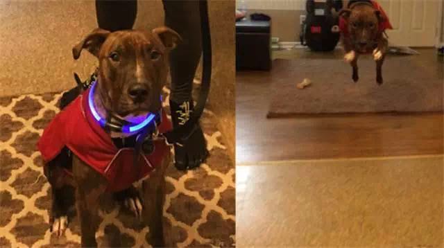 斗牛犬为了报答收养它的麻麻,每天都给她一个大大的拥抱 斗牛犬为了报答收养它的麻麻,每天都给她一个大大的拥抱