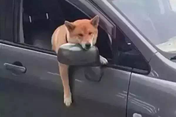 千万别让一只狗坐在副驾驶上