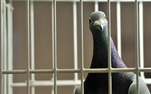 巴基斯坦一只鸽子在印面临牢狱之灾？美：印度人做法令人难以置信