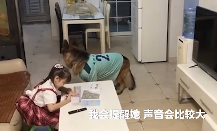 狗狗听到家长进门提醒女孩写作业,这样的配合给满分!