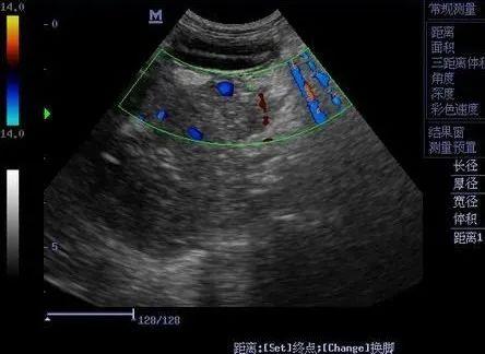 让狗当大胃王吃播,宠物博主,强行塞朝天椒、挑战生鸡腿引众怒