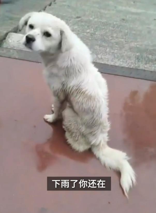 大学封校两只狗狗隔桥相望,网友酸了:连狗都有对象了 大学封校两只狗狗隔桥相望,网友酸了:连狗都有对象了