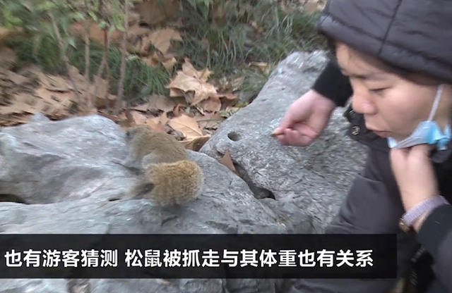 西湖网红松鼠被鹰抓走 喂食的市民：肥的跑不动