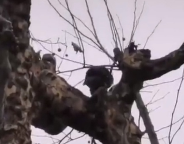 西湖网红松鼠被鹰抓走 喂食的市民：肥的跑不动