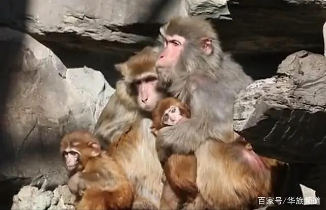 北京动物园猴子扎堆抱团取暖,猴子们互相依偎情意浓浓