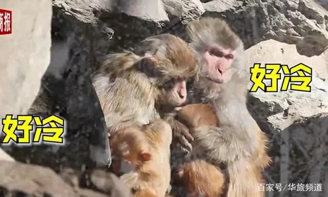 北京动物园猴子扎堆抱团取暖,猴子们互相依偎情意浓浓