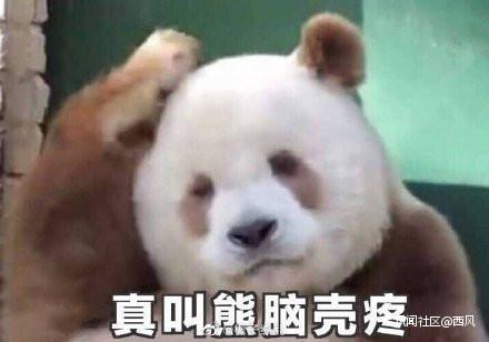 超罕见！全球唯一白色大熊猫，长大变金白色，熊猫没有黑眼圈