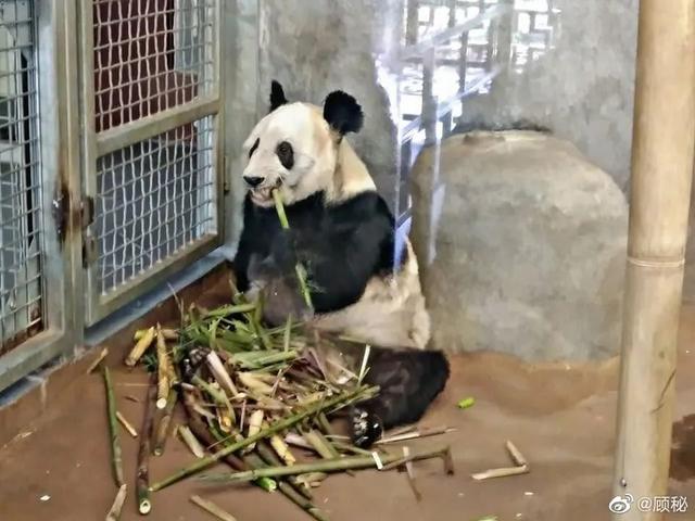 官方回应旅美大熊猫瘦骨嶙峋