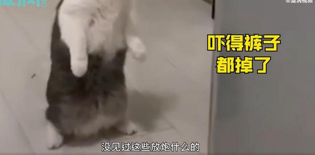 猫咪满脸好奇站立家中看窗外烟花 网友：模样太萌太有爱