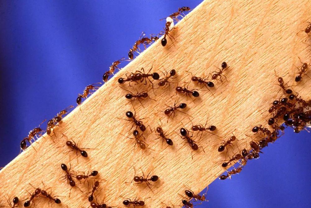 小心火蚁，红火蚁已传播至我国435个县市区
