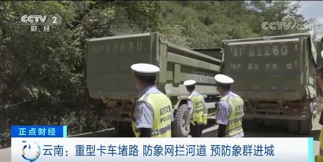 多辆渣土车24小时待命 云南玉溪：建立防线 防止大象进城