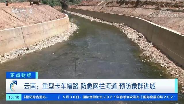 多辆渣土车24小时待命 云南玉溪：建立防线 防止大象进城