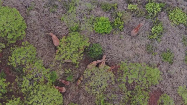 北迁象群向西南迁移,离群独象仍在安宁境内距象群约16公里