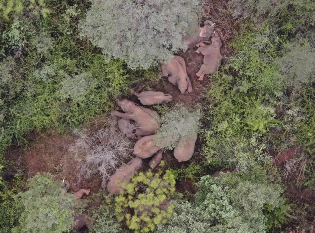 北迁象群向西南迁移,离群独象仍在安宁境内距象群约16公里