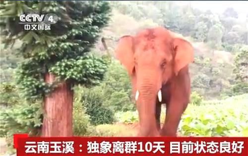 独自出走的小象已单独生活了10天,专家说独象归队意图不明显 独自出走的小象已单独生活了10天,专家说独象归队意图不明显