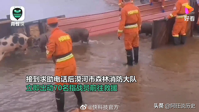 洪水淹没养殖场300头猪水中奔跑