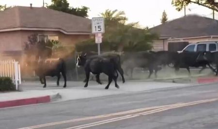 洛杉矶约40头奶牛集体逃离屠宰场在社区狂奔