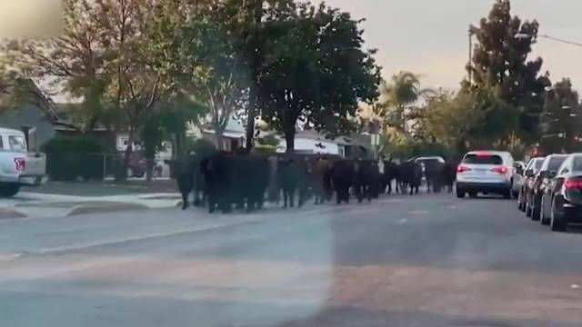 洛杉矶约40头奶牛集体逃离屠宰场在社区狂奔