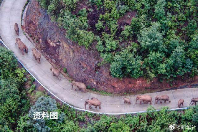 云南北移亚洲象群平安回归栖息地