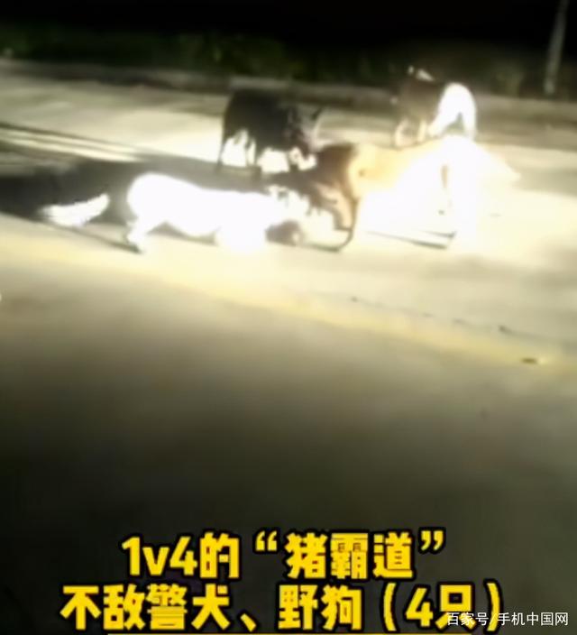 野猪大闹驾校 结果被5只狗打败 网友：汪汪队打败了猪猪侠