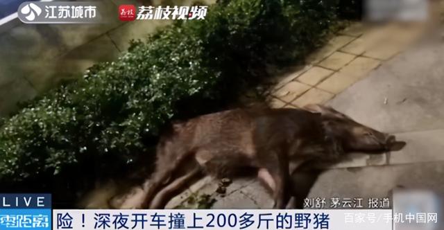 野猪大闹驾校 结果被5只狗打败 网友：汪汪队打败了猪猪侠