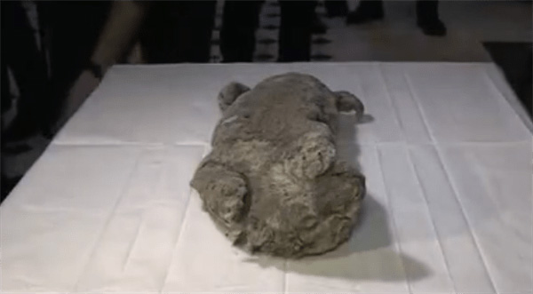 西伯利亚发现4万年前幼狮化石，另一只冰冻2.8万年幼狮仍栩栩如生