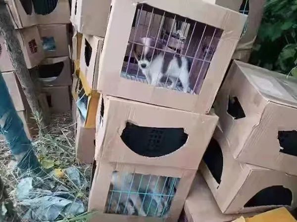惨不忍睹！警方回应近百个宠物快递盲盒被遗弃，究竟是啥情况？