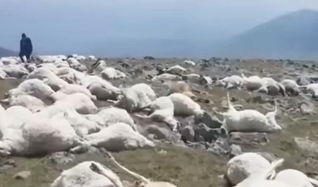 格鲁吉亚550只羊吃草时被雷瞬间劈死，遗体遍布山坡