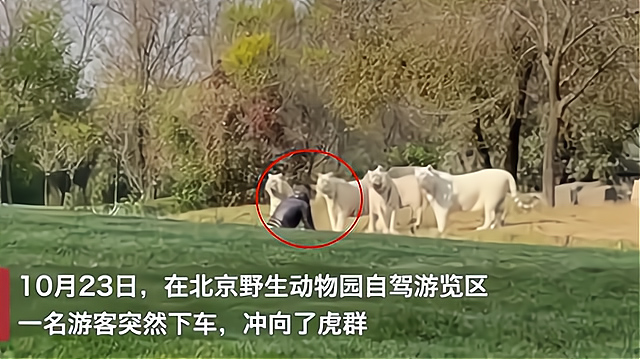 北京野生动物园游客冲到7只白虎面前上热搜 警方对此事展开调查