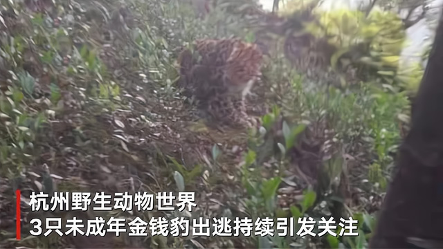 杭州“瞒豹”案宣判，第三只豹子还能找到吗？