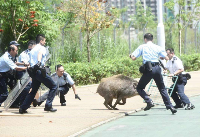 保护21年！野猪或不再是三有野生动物