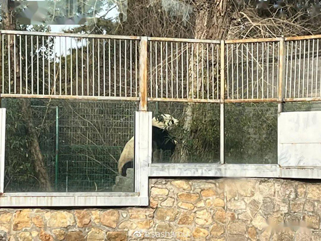 大熊猫“越狱”成功“出圈”，北京动物园：下不为例