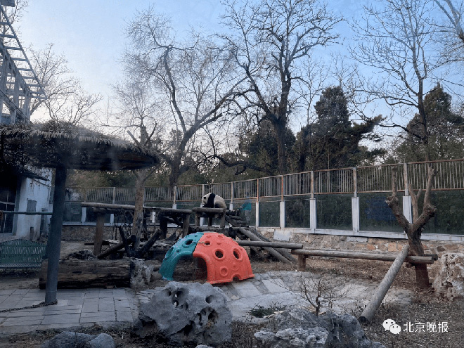 大熊猫“越狱”成功“出圈”，北京动物园：下不为例