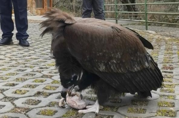 秃鹫受伤被救养半个月，伤势痊愈赖着不肯走：每天大概10斤肉