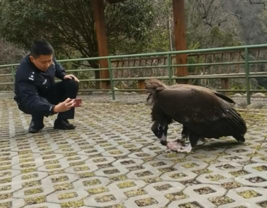 秃鹫受伤被救养半个月，伤势痊愈赖着不肯走：每天大概10斤肉