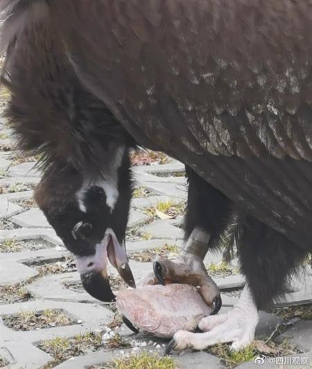 秃鹫受伤被救养半个月，伤势痊愈赖着不肯走：每天大概10斤肉