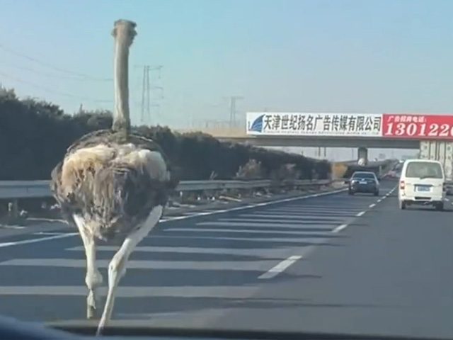 天津高速鸵鸟奔跑车辆纷纷避让：途中掉落 已领走